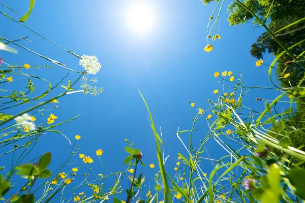 Blommor och blå himmel 